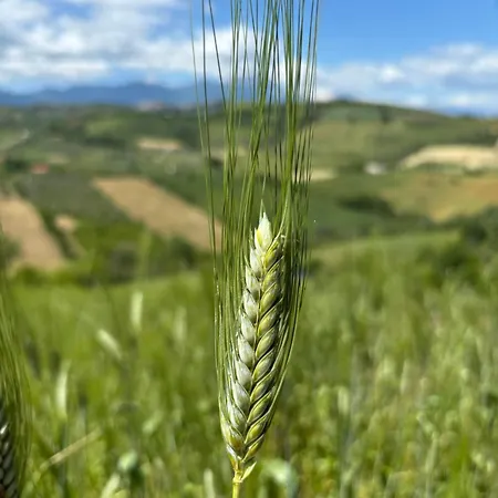Don Pasquale Picciano- Pescara-abruzzo * Picciano